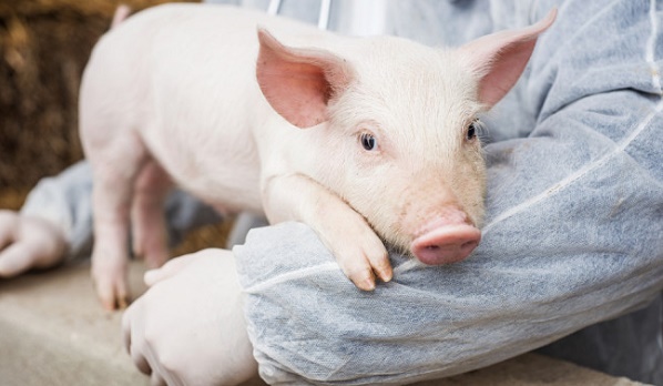 Lợn giống nội địa đắt kỷ lục, tăng cường nhập khẩu để tái đàn